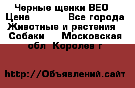 Черные щенки ВЕО › Цена ­ 5 000 - Все города Животные и растения » Собаки   . Московская обл.,Королев г.
